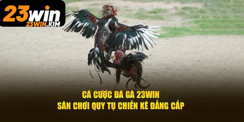 Điểm mạnh cá cược đá gà 23Win