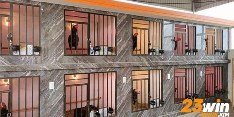 Cách nuôi gà đá theo dinh dưỡng