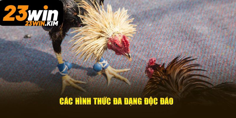 Hình thức cá cược đá gà 23Win