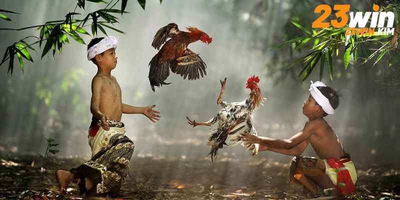 Nuôi gà đá theo phương pháp huấn luyện