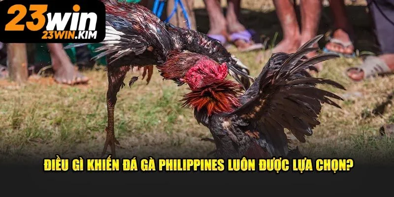 Sự hấp dẫn đá gà Philippines