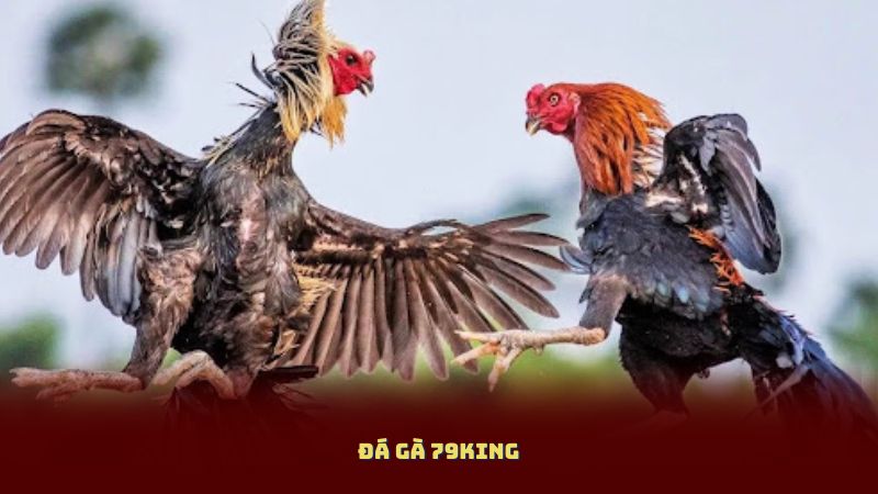 Đá Gà 79King: Đặt Cược Dễ Dàng, Rút Thưởng Trong Ngày